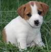 WOW-LOVELY-MALE-AND-FEMALE-MINIATURE-JACK-RUSSELL-PUPPIES-FOR-HOME-ADOPTION