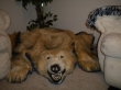 Authentic-Polar-Bear-Rug